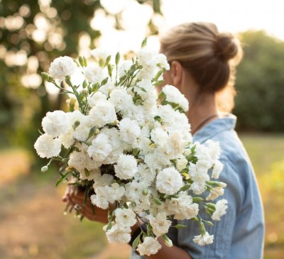 Carnation Grenadin White 